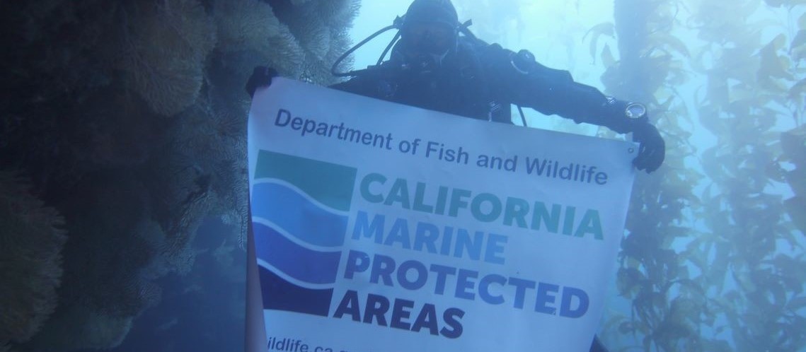 Diver holds MPA banner in kelp forest
